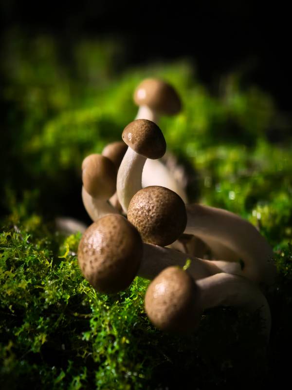 苔藓上的小蘑菇图片