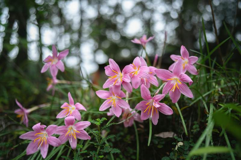 风雨兰绽放林间图片