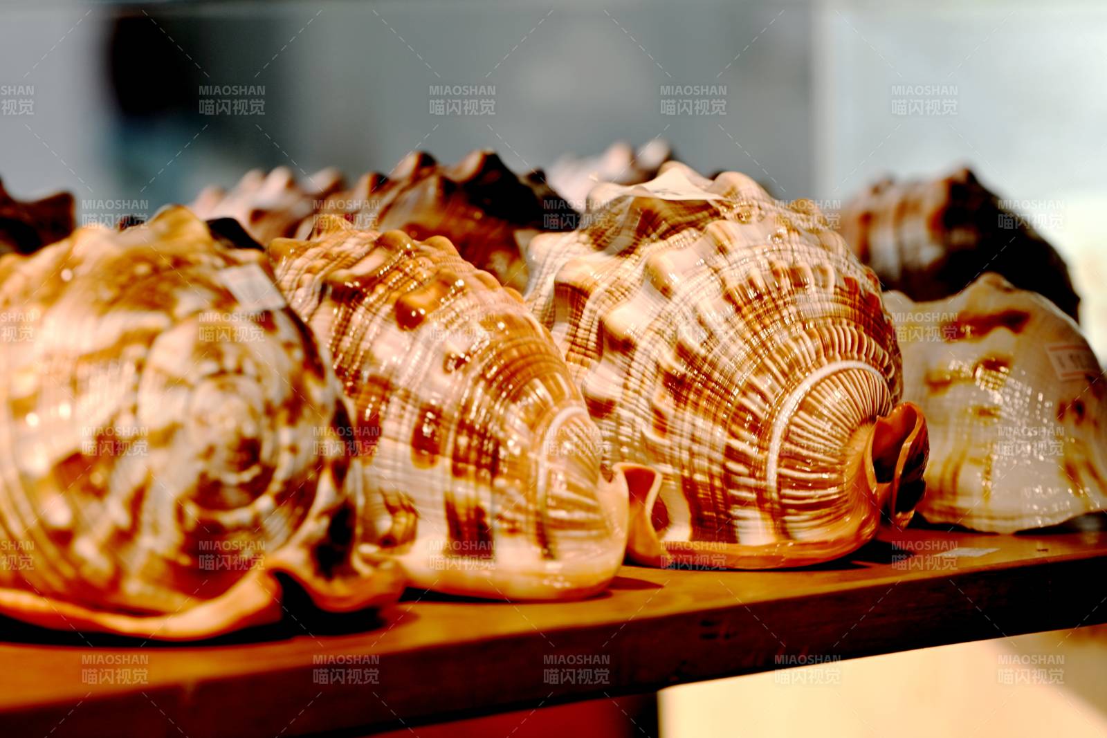 贝壳陈列展示图片