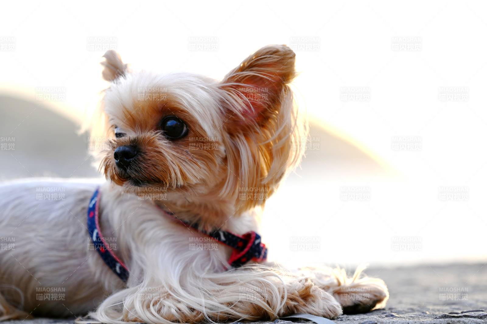 可爱约克夏犬图片