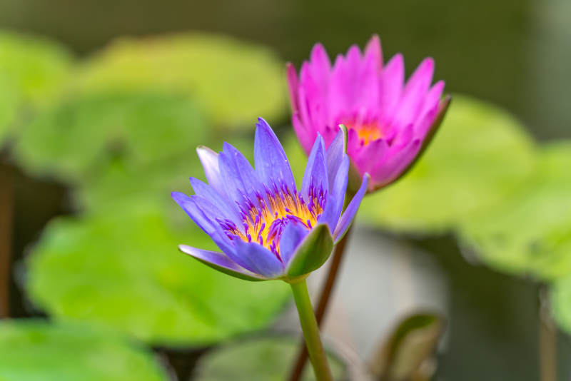 池塘睡莲绽放图片