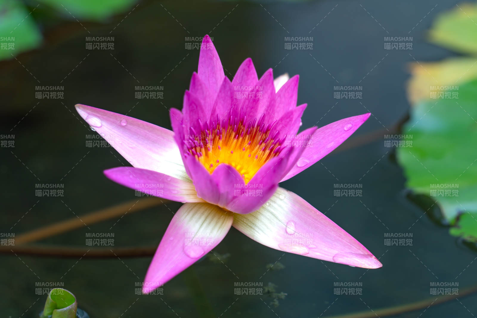 粉红睡莲绽放水面图片