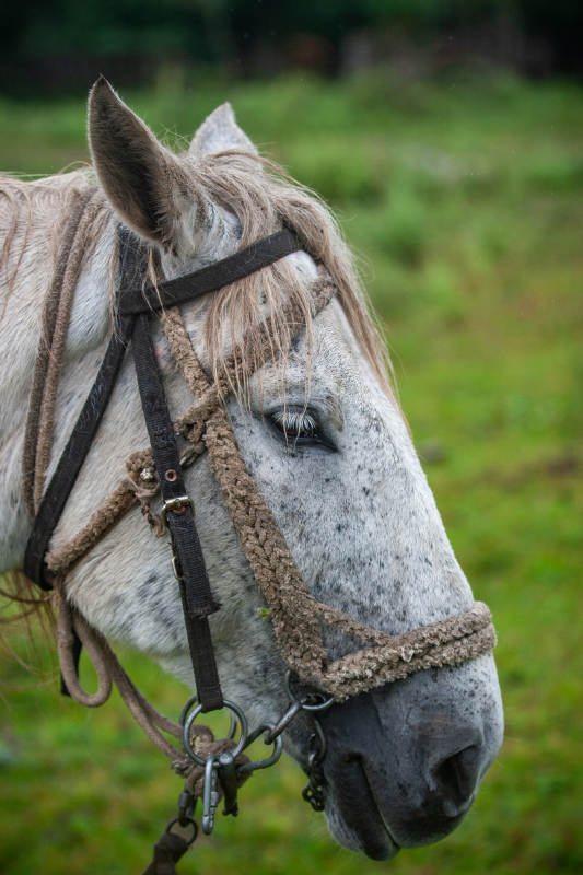 灰马静立绿野中图片