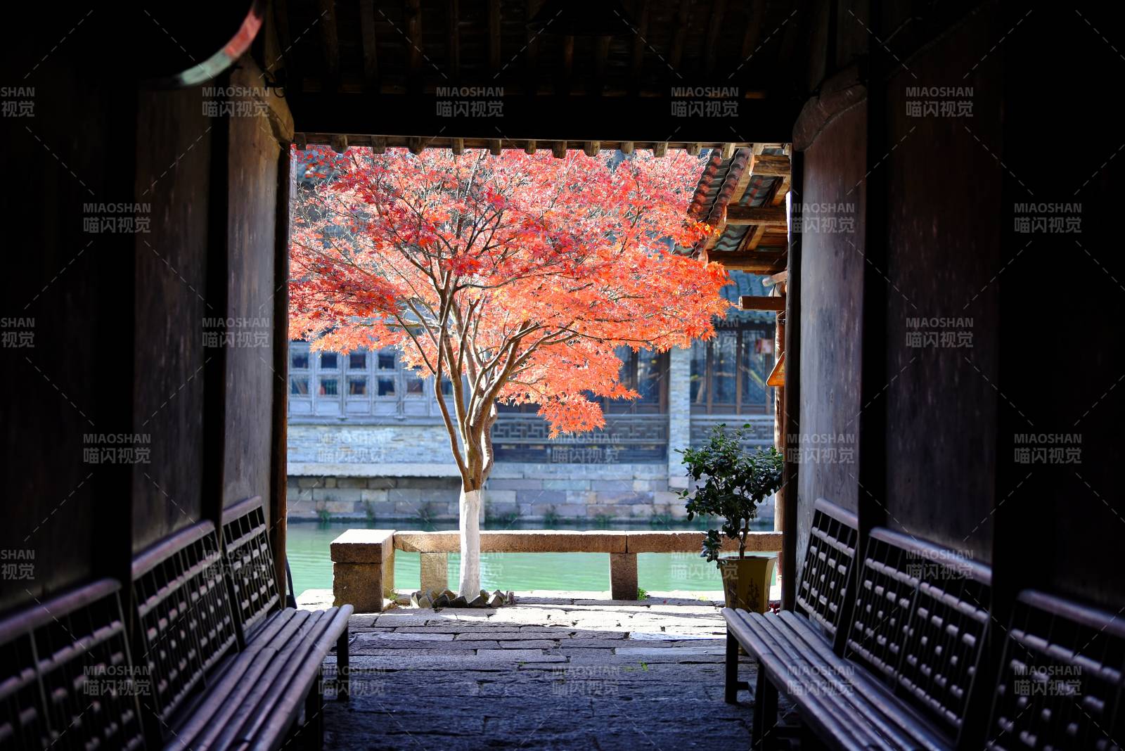 浙江乌镇秋枫映古廊图片