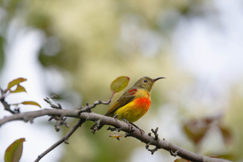 火尾太阳鸟栖枝头图片