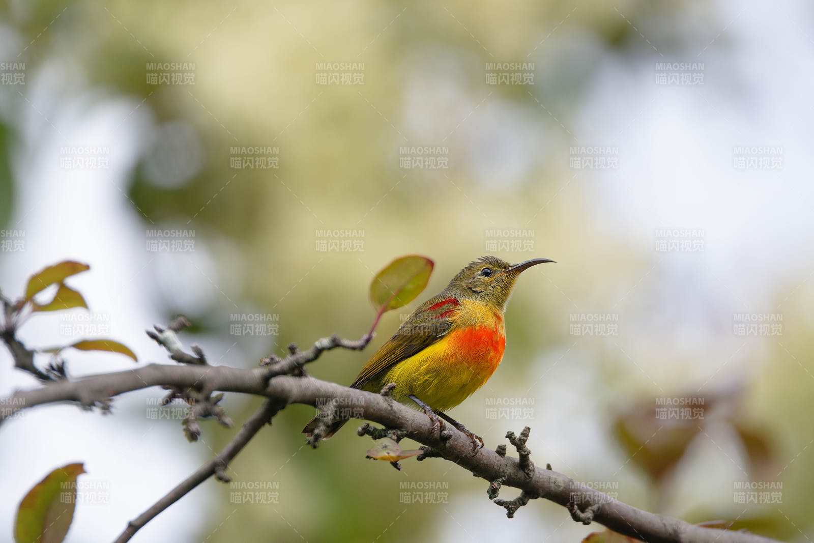 火尾太阳鸟栖枝头图片