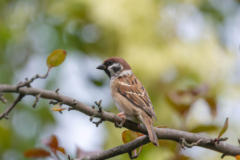 麻雀栖枝头图片