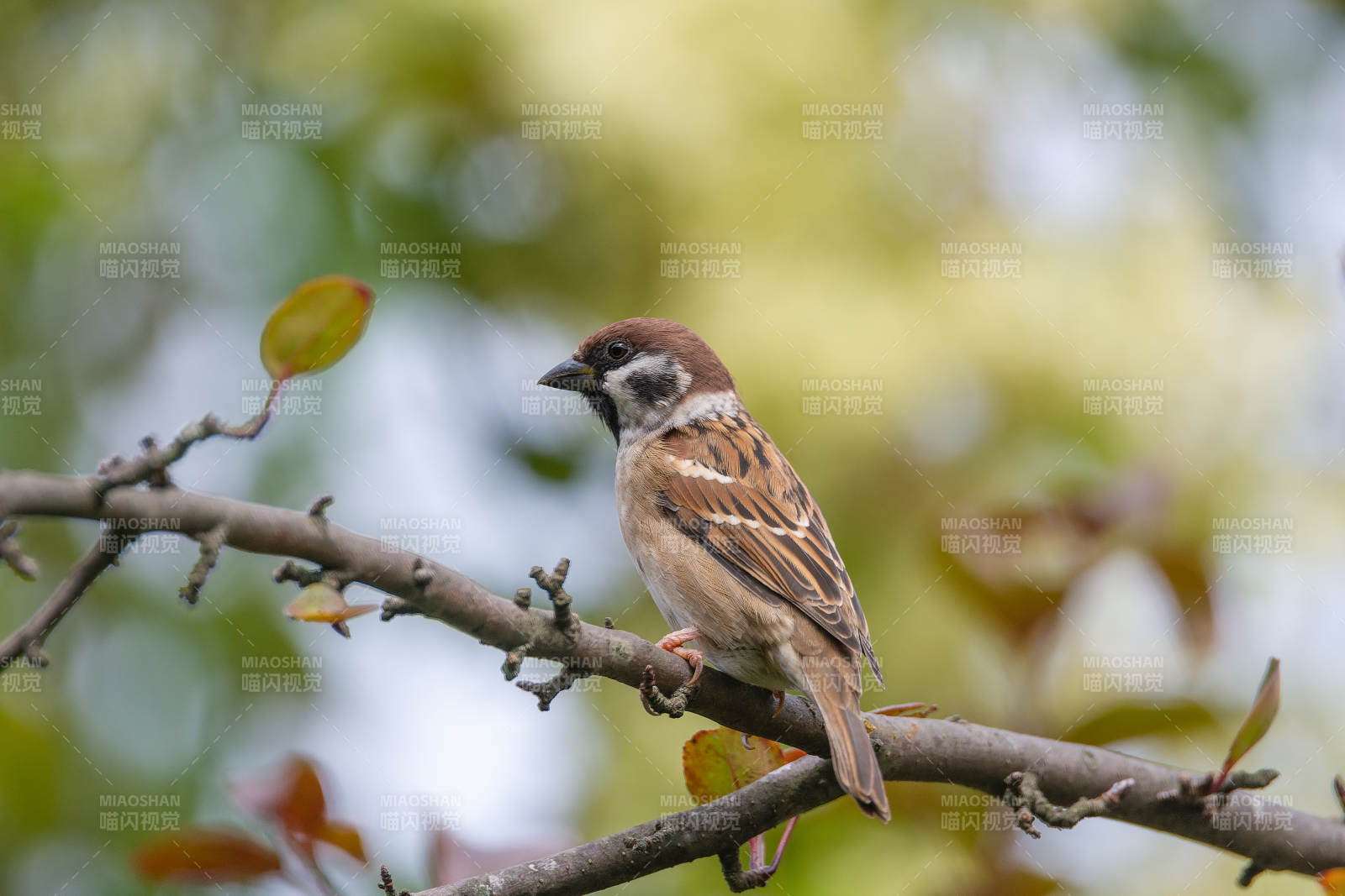麻雀栖枝头图片