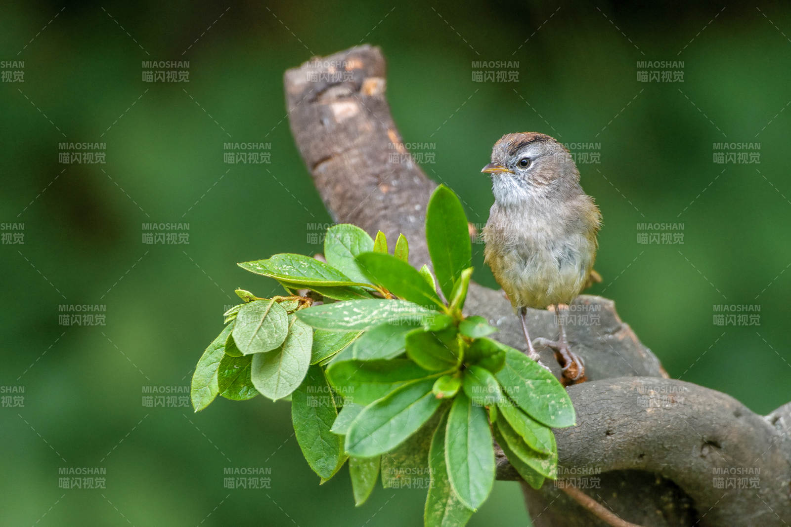棕头雀鹛栖枝头图片