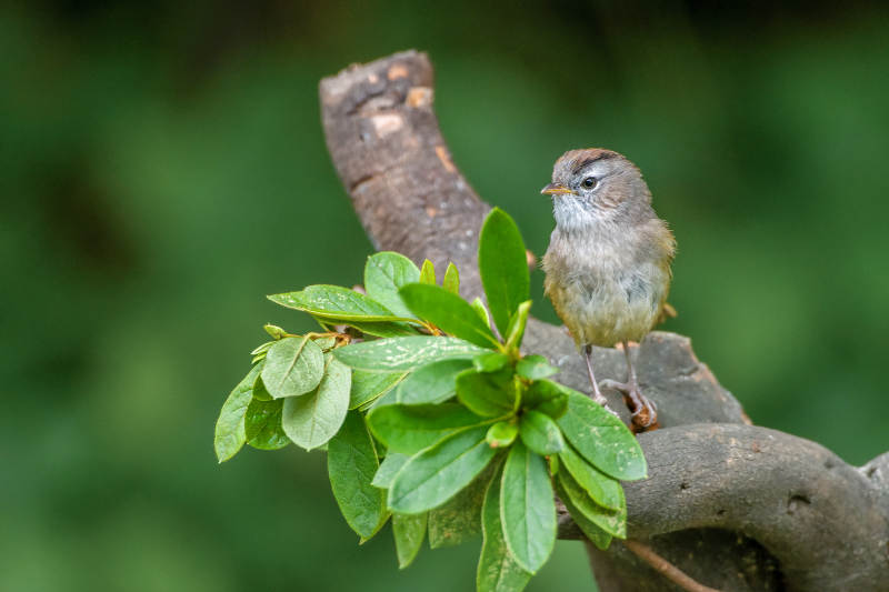 棕头雀鹛栖枝头图片