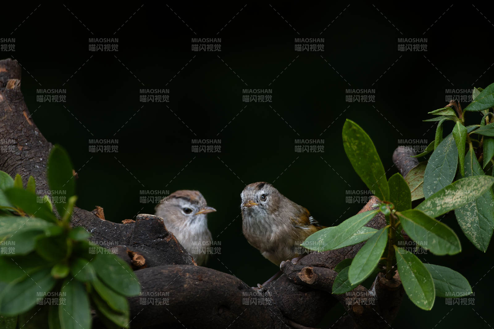 棕头雀鹛栖枝绿叶间图片