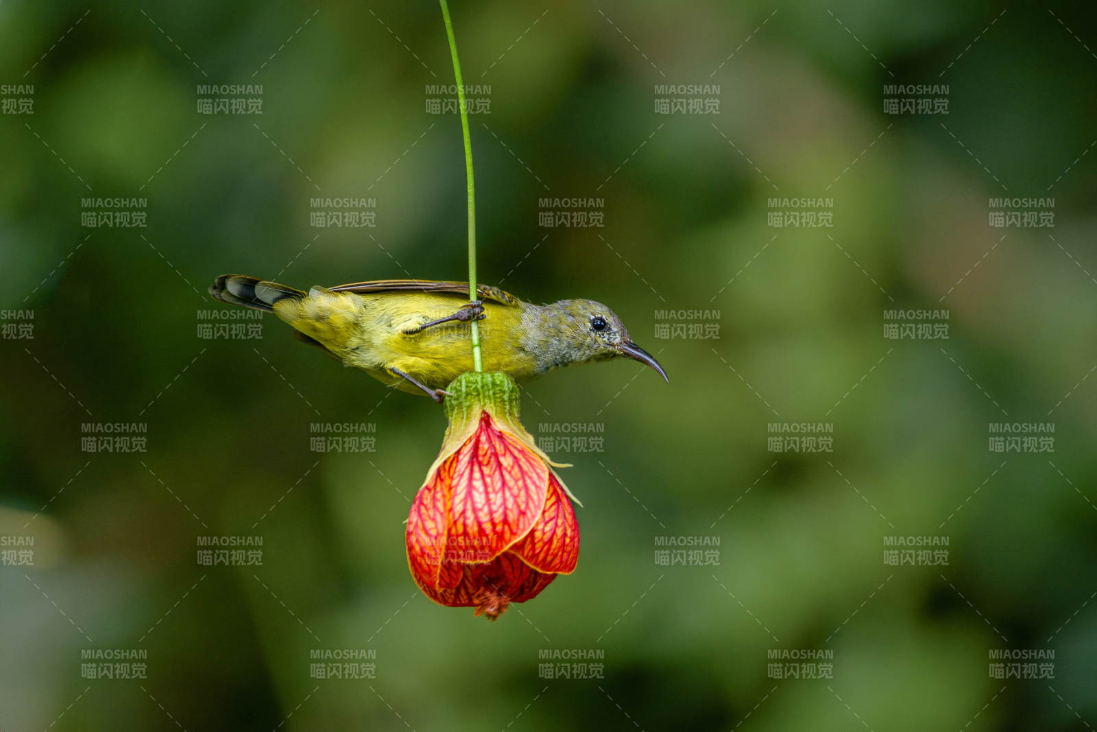 太阳鸟采蜜花间图片