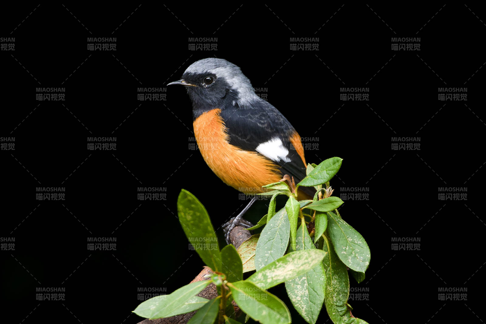 北红尾鸲栖枝图片