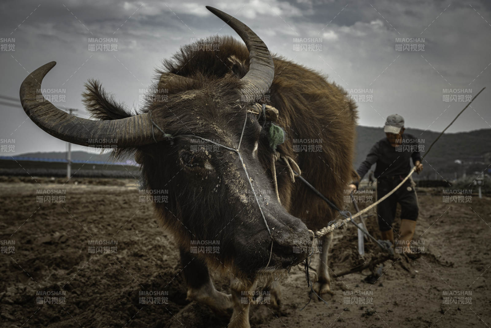 耕牛犁田图图片