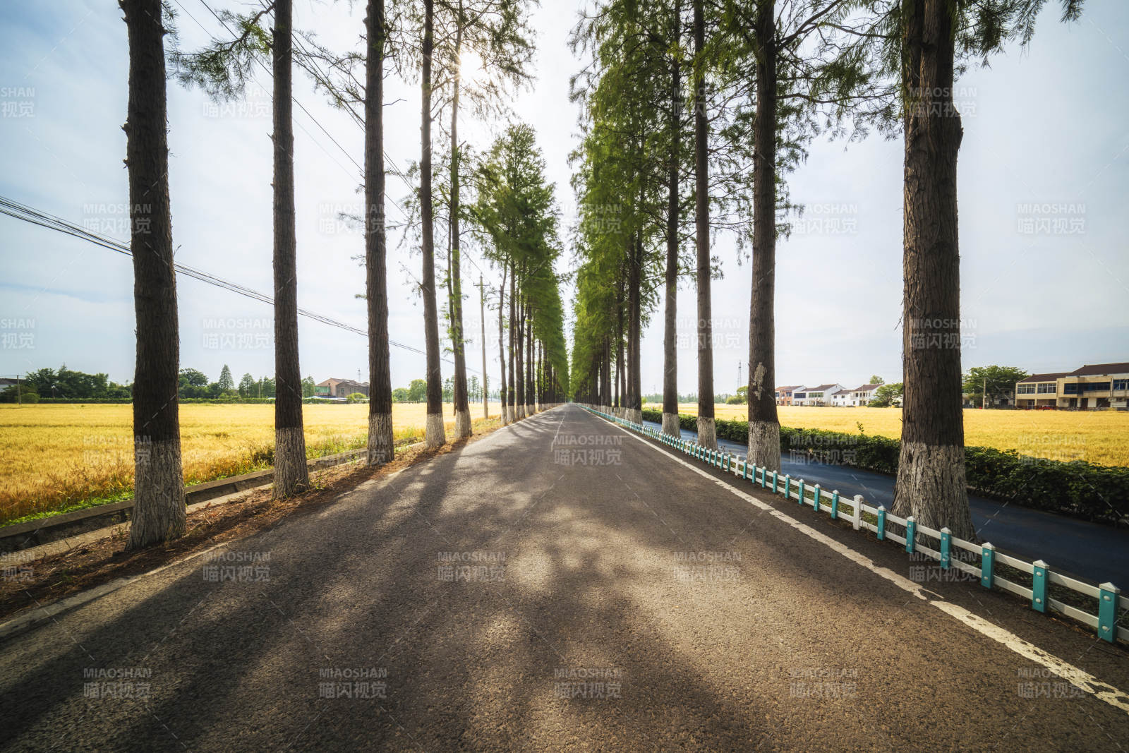 林荫乡道图片