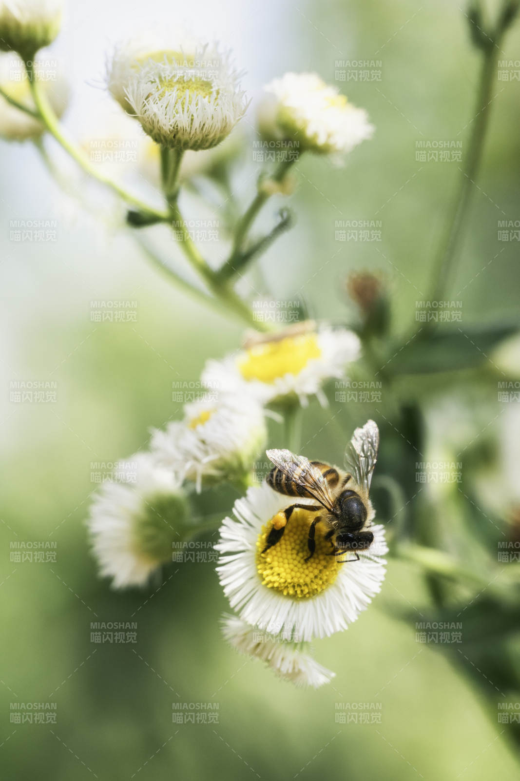 蜜蜂采蜜花丛中图片