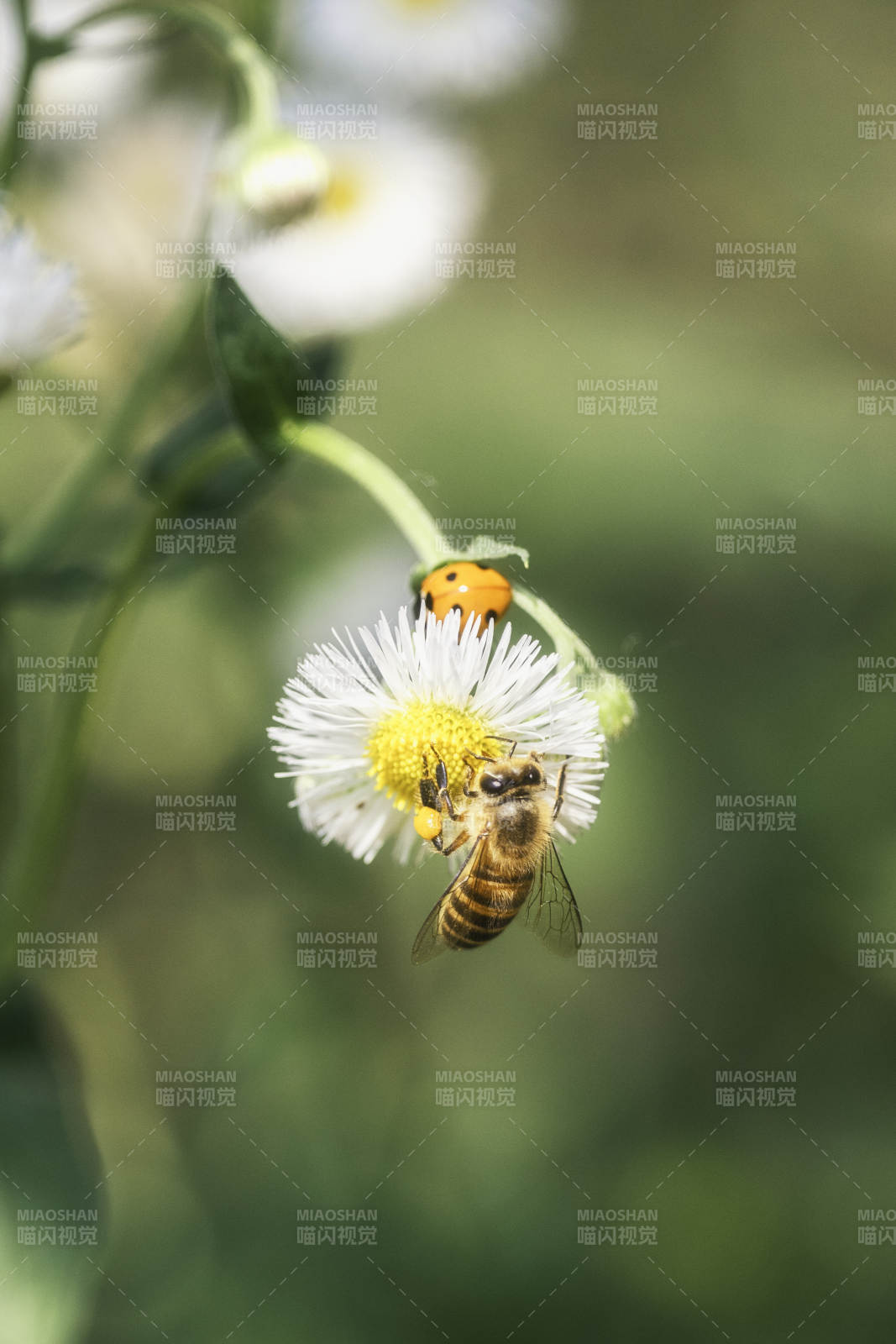 蜂蝶共舞花间图片