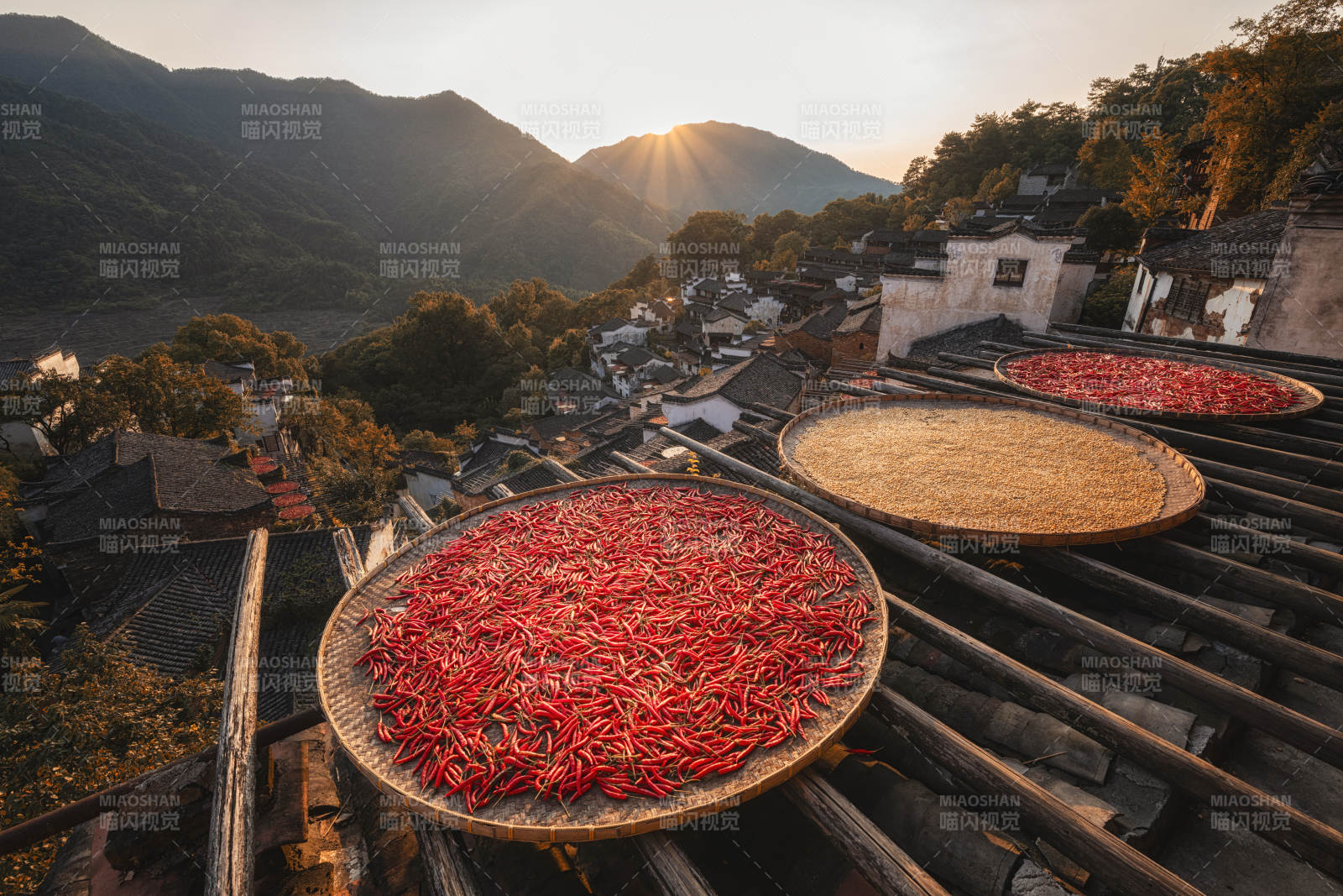 篁岭山间晒红椒图片