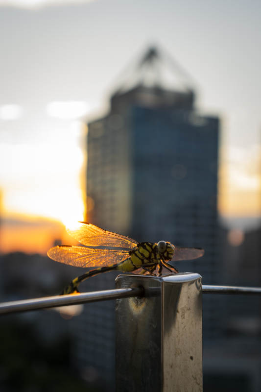 夕阳下的蜻蜓图片