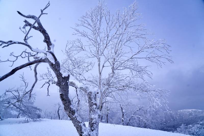 雪覆枯枝寒林景图片