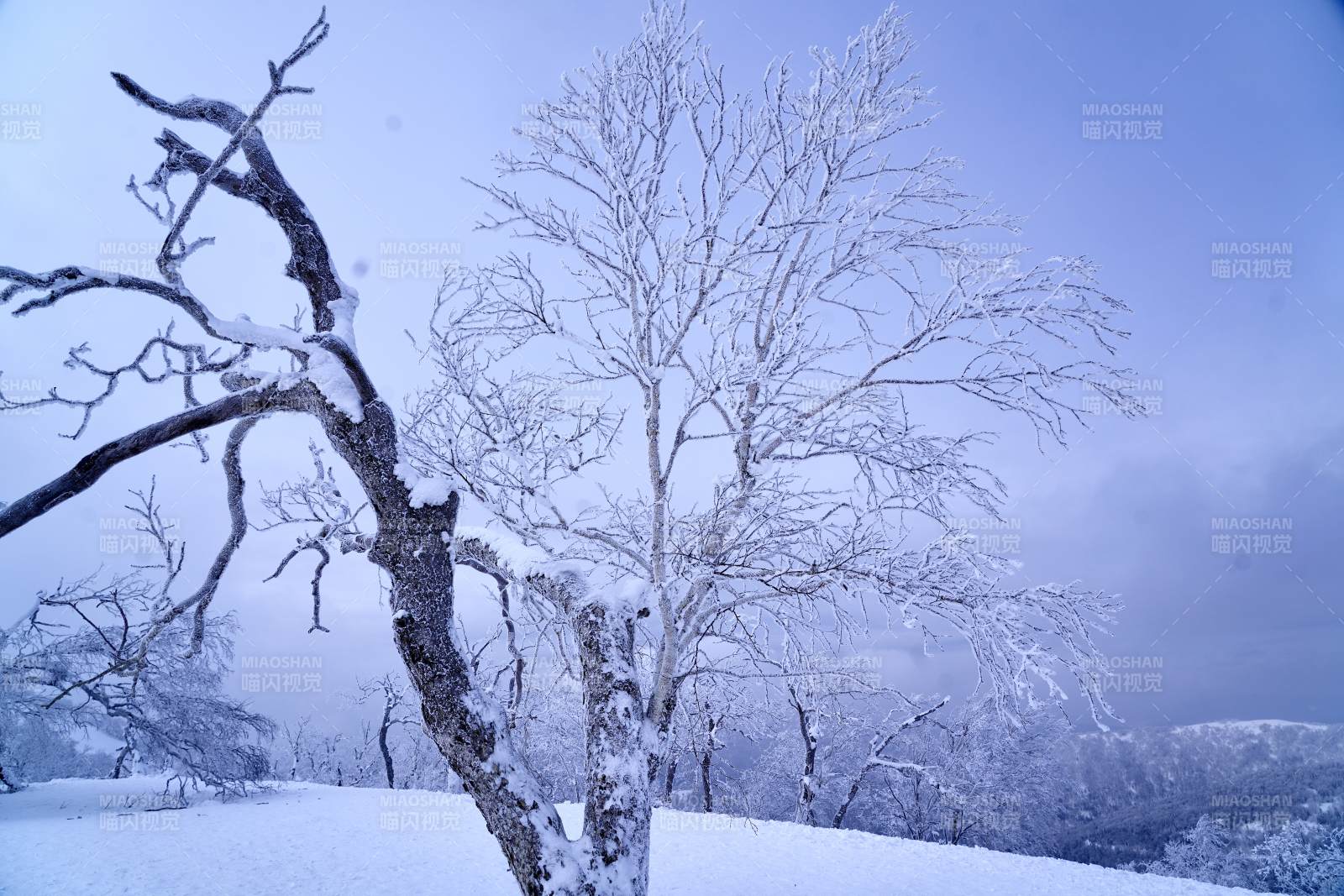 雪覆枯枝寒林景图片