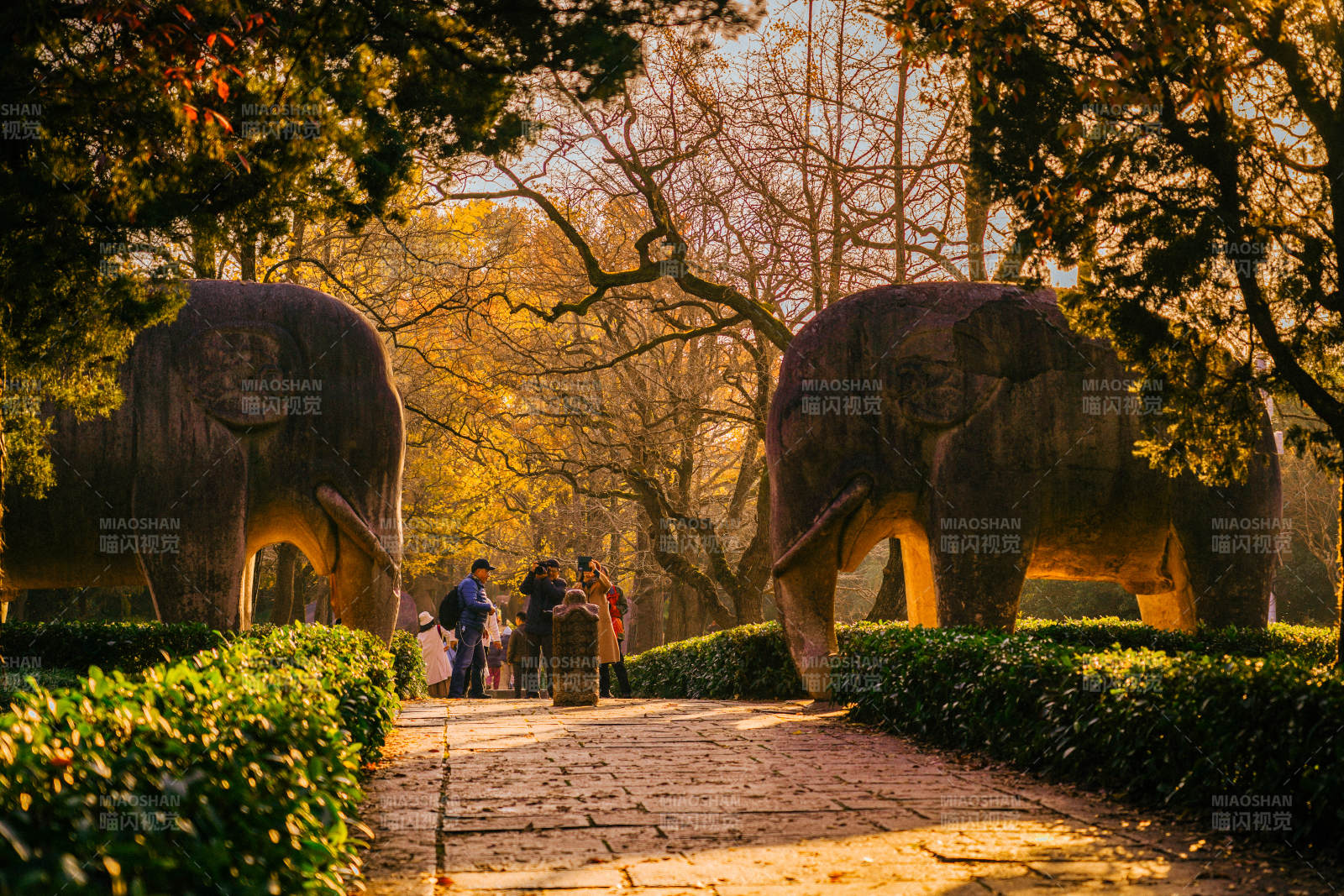 中国江苏南京明孝陵石象路秋季图片