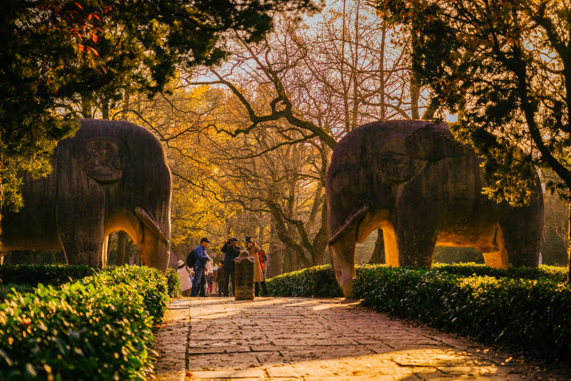 中国江苏南京明孝陵石象路秋季图片