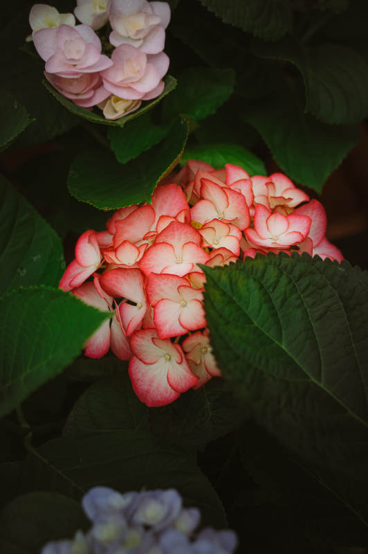 绣球花绽放图片