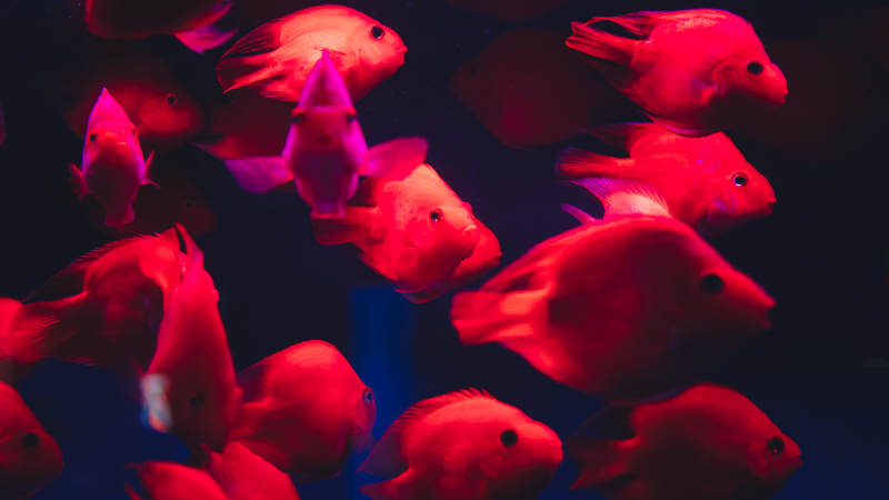 红光中的鱼群图片