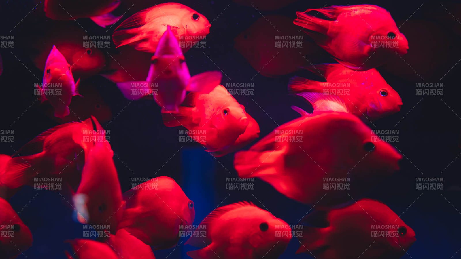 红光中的鱼群图片