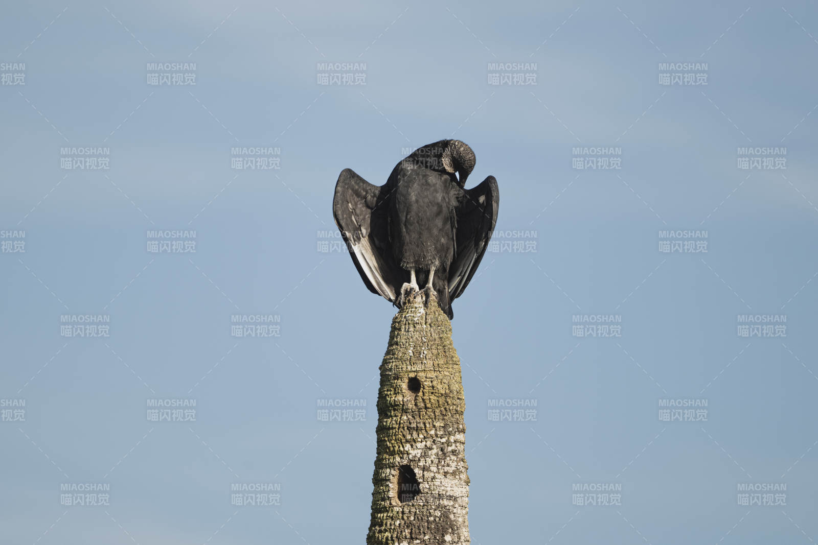 乌雕树梢展翅图片
