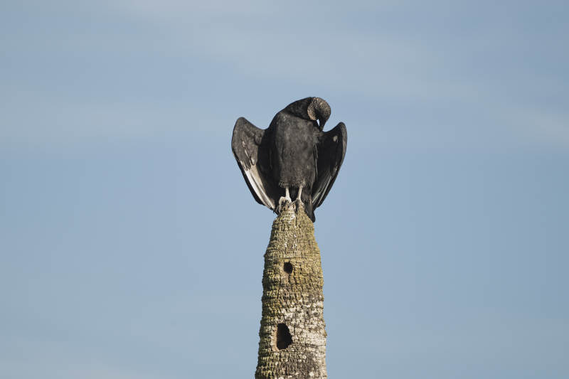 乌雕树梢展翅图片