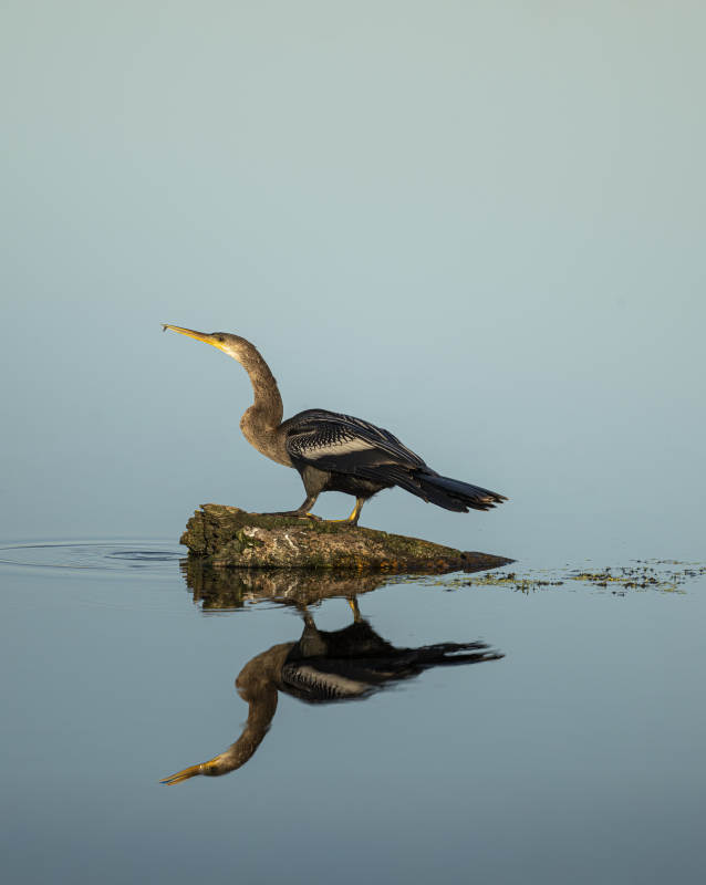 大鸬鹚静立石上图片