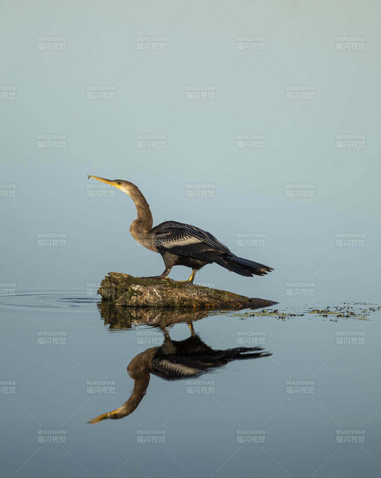 大鸬鹚静立石上图片