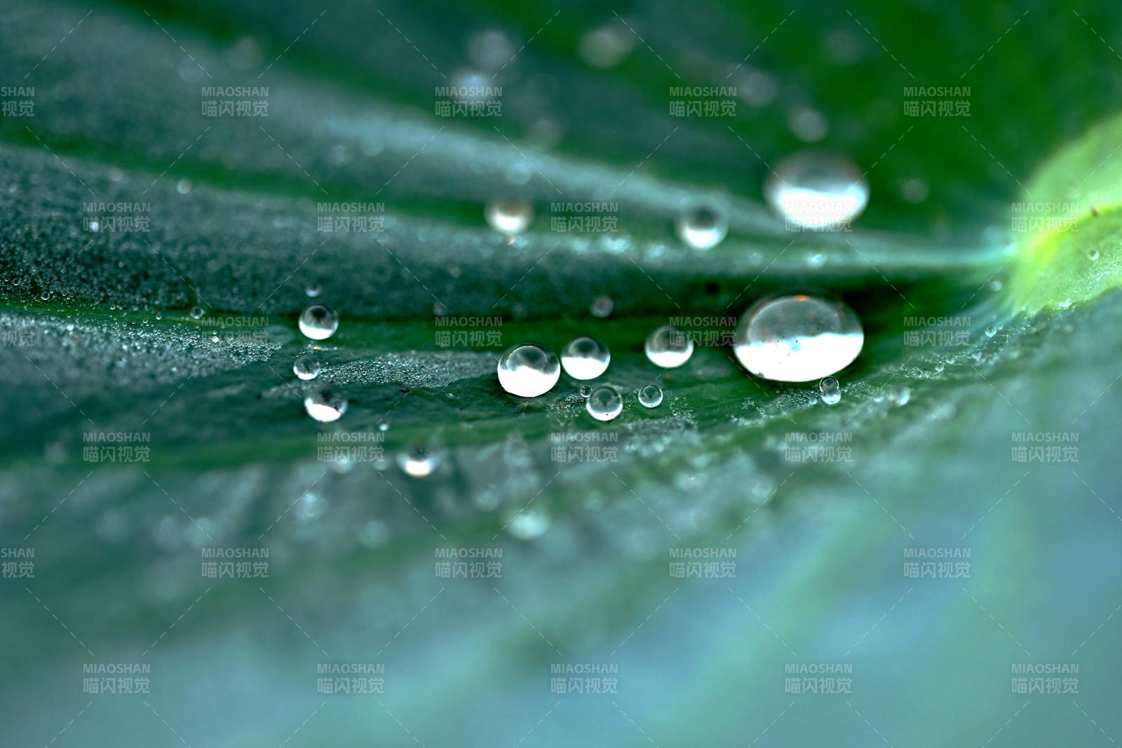 叶上露珠晶莹图片