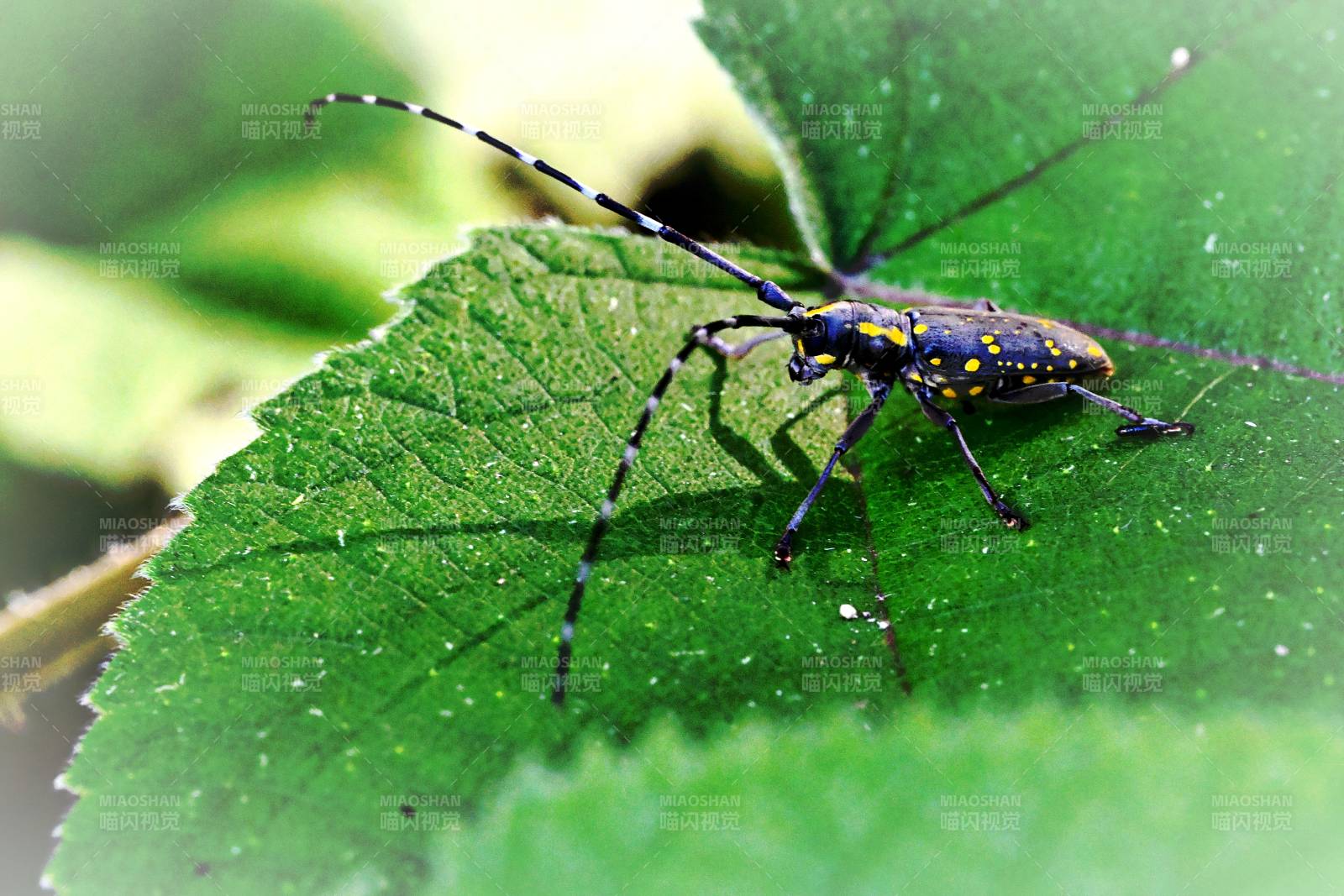 斑点天牛栖息绿叶图片