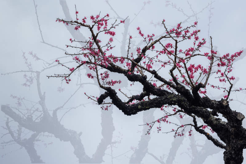 雾中桃花绽放图片