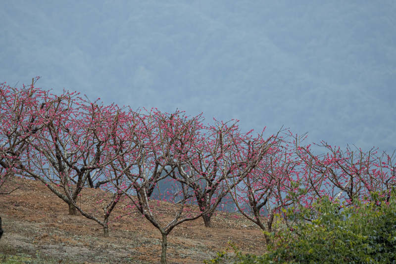 山间桃树绽放图片