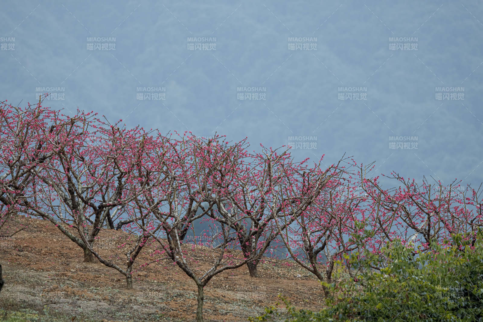 山间桃树绽放图片