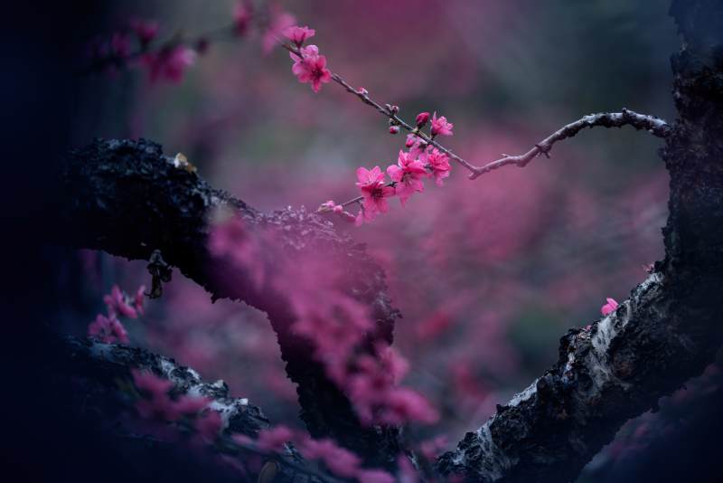 桃花绽放枝头图片