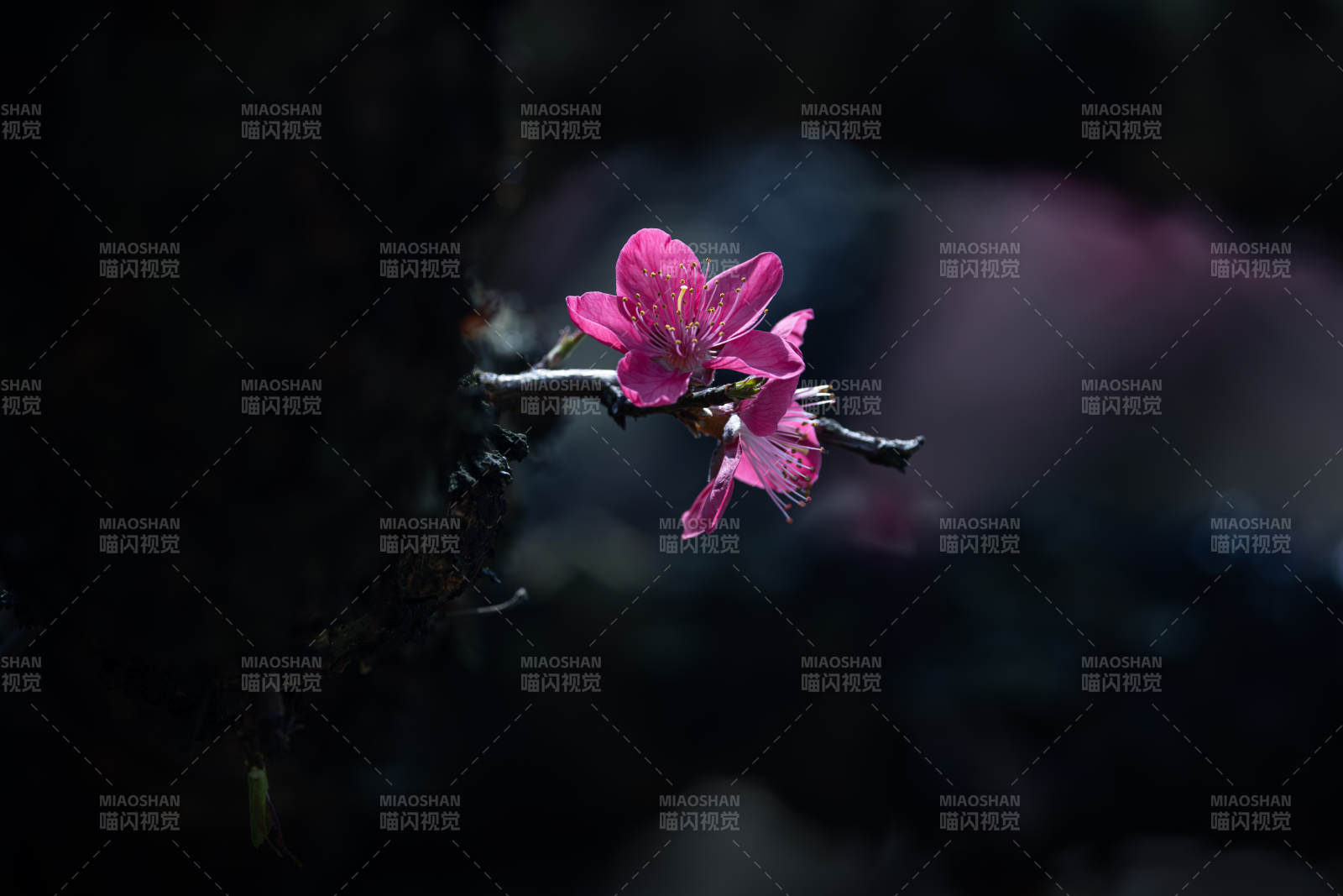 孤花绽放夜色中图片