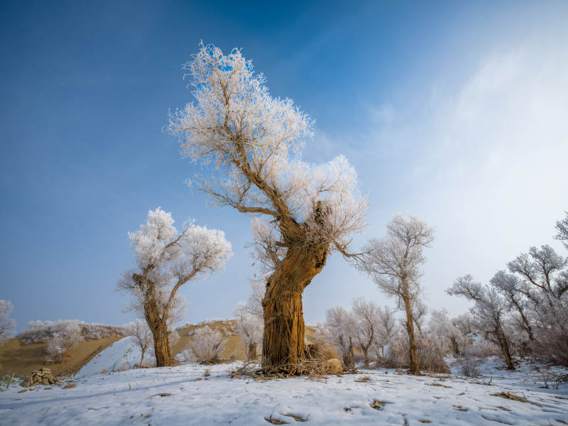 雪覆古树 冬日静谧图片