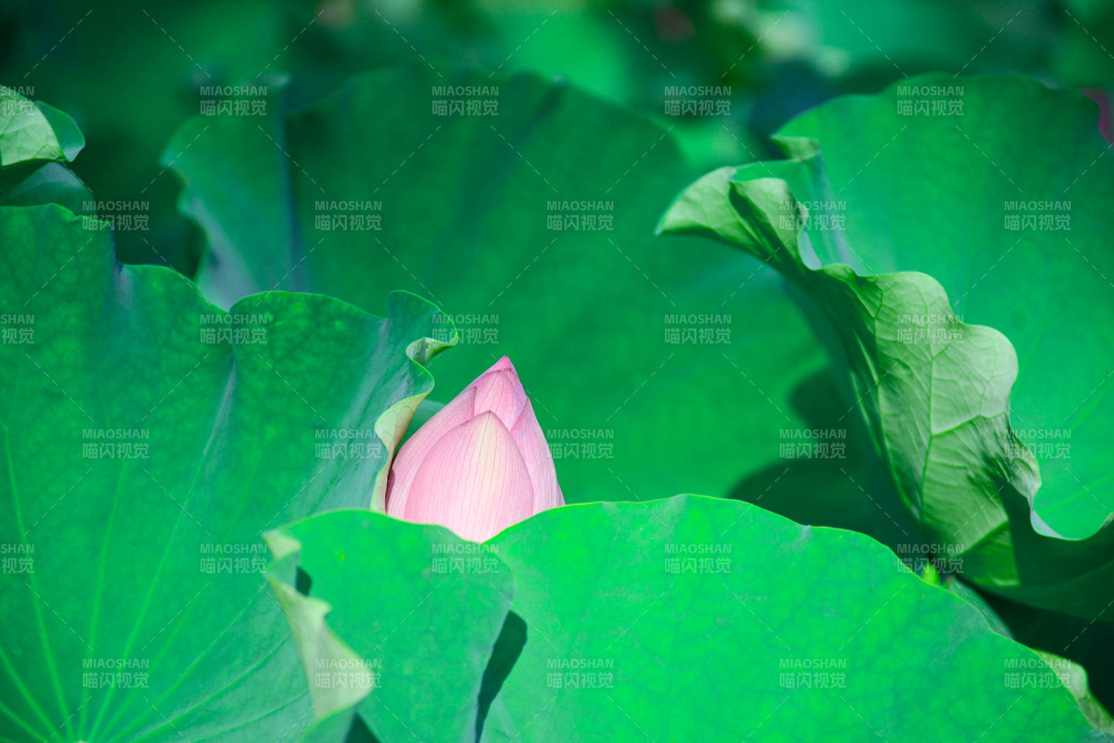 荷花初绽绿叶间图片