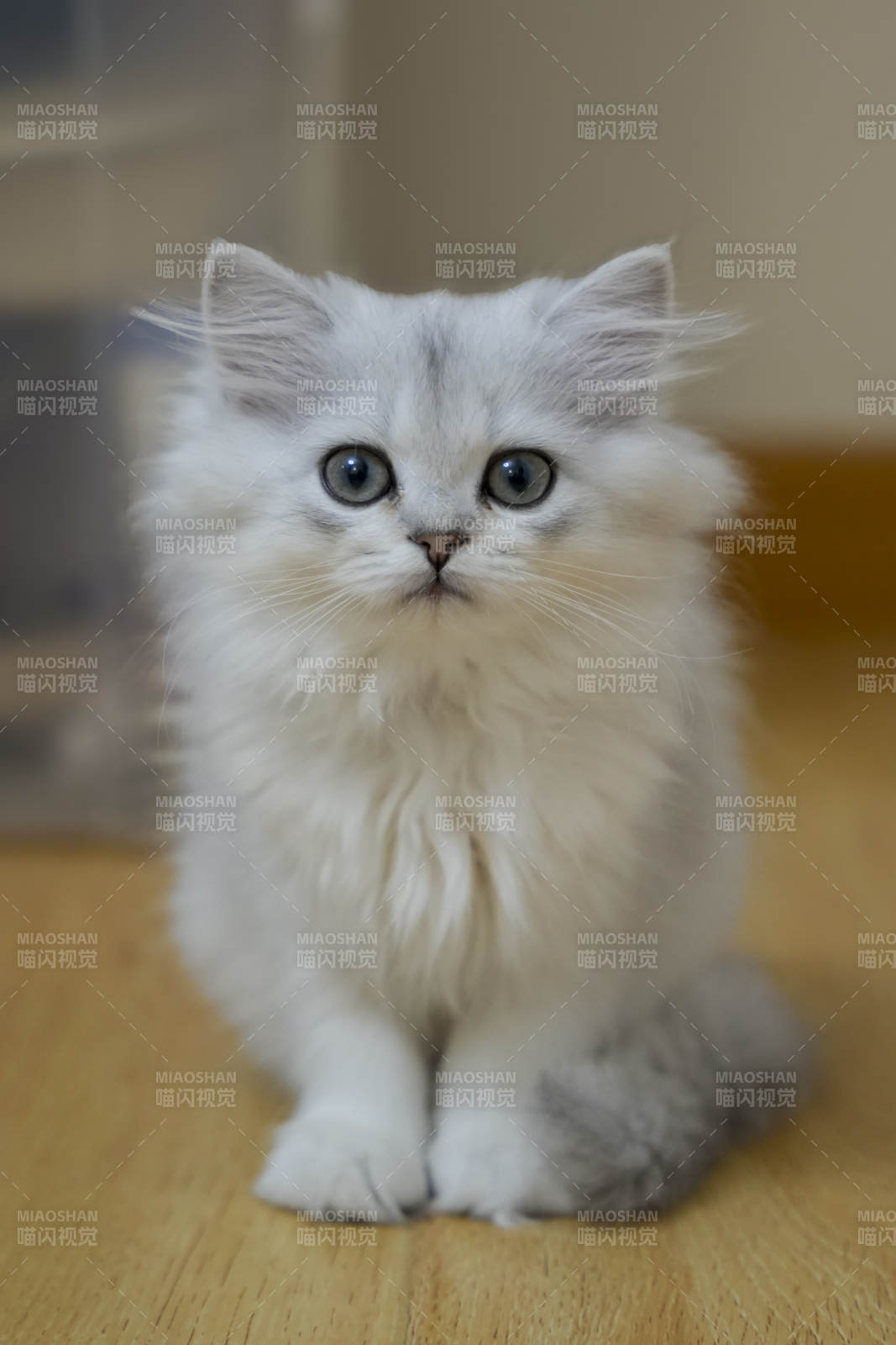 萌萌的白色小猫图片