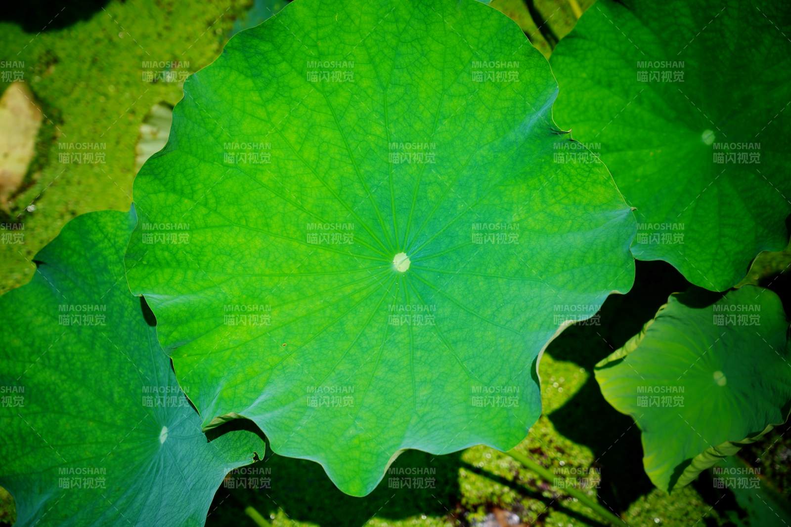 荷叶绿意盎然图片