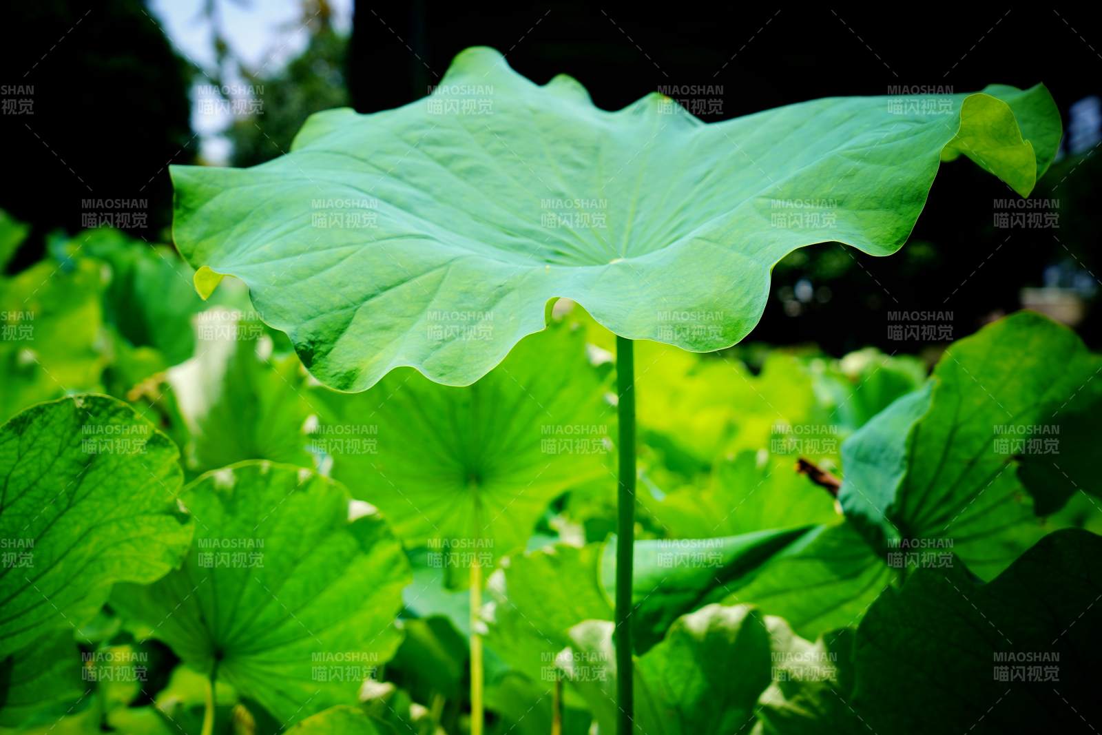 荷叶翠绿生机盎然图片