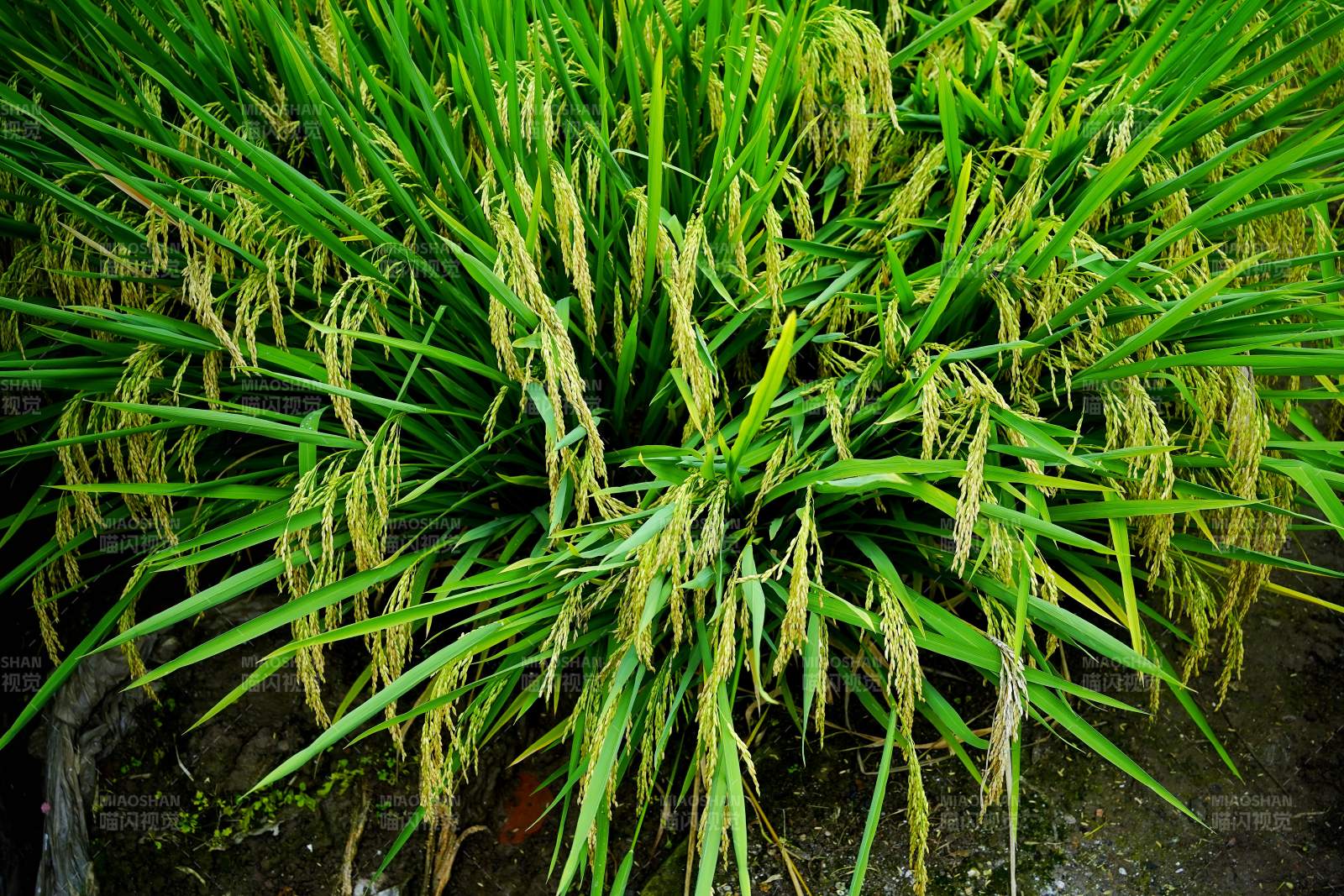 稻穗低垂绿意浓图片