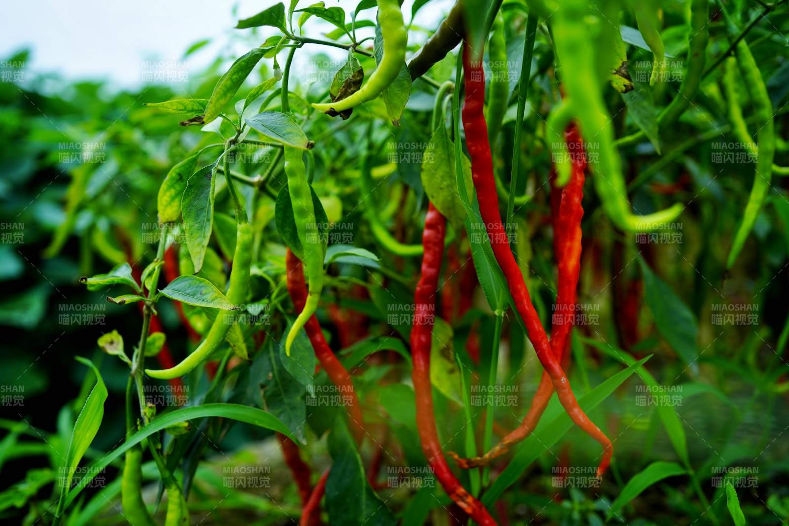 红绿辣椒挂枝头图片