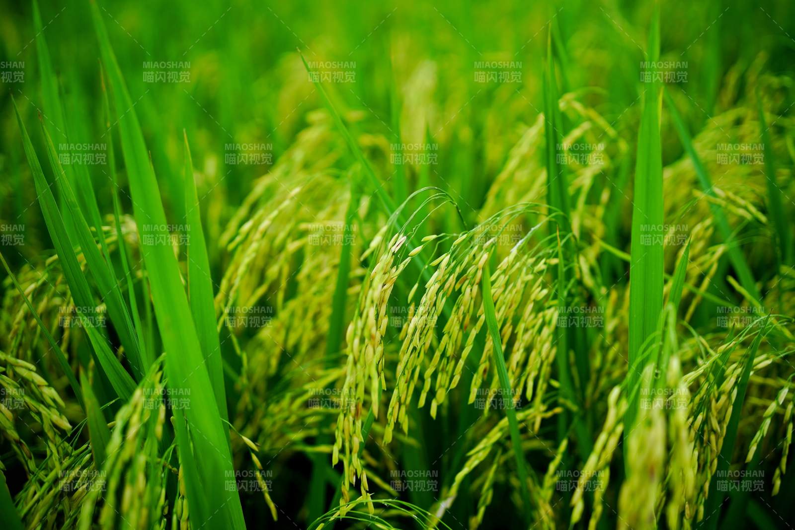 稻田绿意盎然图片