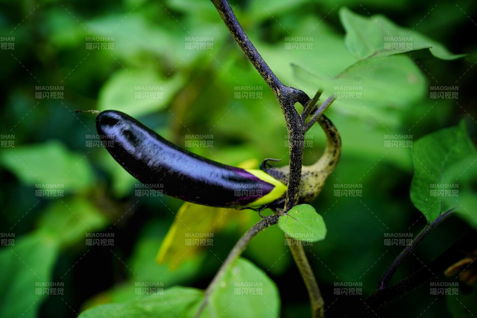 紫茄挂枝头图片